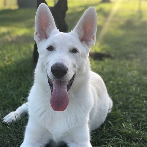 White German Shepherd 6 Months Cuccioli Di Cani Cani Cuccioli