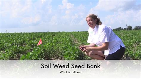 Weed Seed Bank What Is It About Youtube