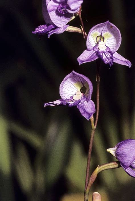 Disa Purpurascens Rare Orchids African Plants Rare Flowers