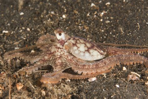 22 Incredible Types Of Octopus Names Photos And Interesting Facts