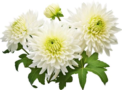Chrysanthemum Png With Ai Generated 30568193 Png