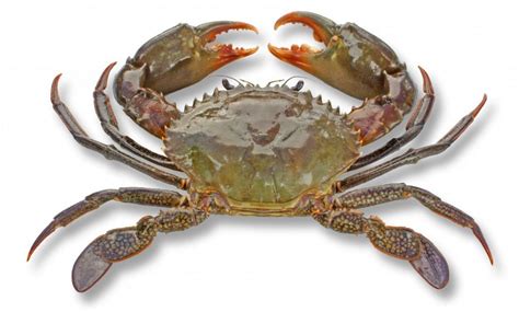 kepiting nampar