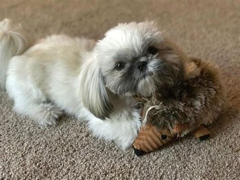 Maybe you would like to learn more about one of these? $350 Pure AKC Shih Tzu Stud Service | Akc, Shih tzu, Pure ...