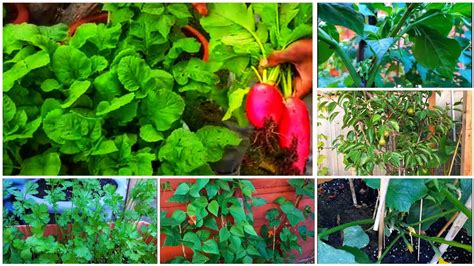 Shokher Bagan Uk 2020 Garden Update Bangladeshi Vegetable Plants
