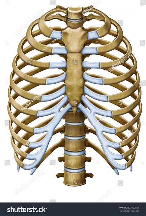 Rib Cage With Organs Which Organs Are Protected By The Rib Cage