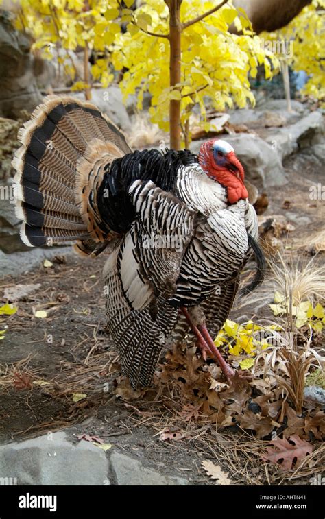 Merriams Male Wild Turkey Stock Photo Alamy