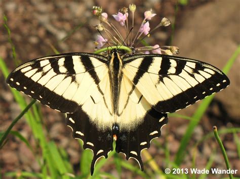 We did not find results for: Eastern Tiger Swallowtail