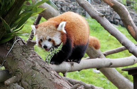 Look Red Pandas Have A New Home At Colwyn Bay Welsh Mountain Zoo
