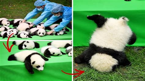 Funny Panda Video Compilation Epic Panda Fails And Funny Moments