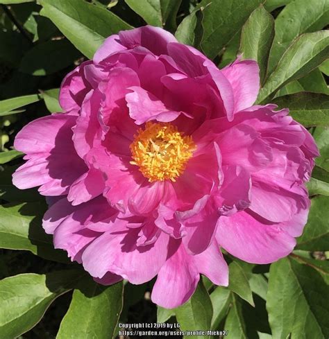 Intersectional Peony Paeonia Impossible Dream In The Peonies