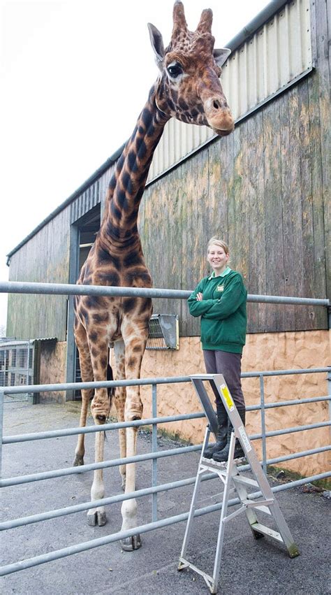 Worlds Tallest Giraffe At British Zoo Measures 19ft