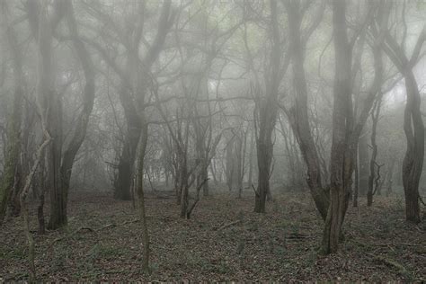 Creepy Dead Forest