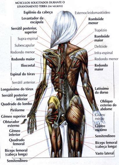 GUIA DE REFERENCIA PARA ANATOMIA Arte no Papel Online Anatomia dos músculos humano Anatomia