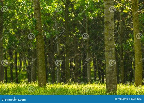 Poplar Trees And White Pollen In A Forest In Spring Stock Image Image