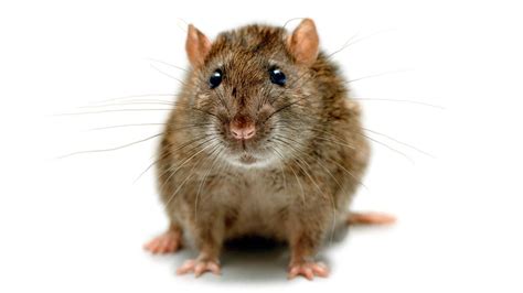 Ratten Biologie Der Ratte Ratten Haustiere Natur Planet Wissen