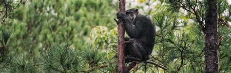 Chimp Haven Primate Sanctuaries