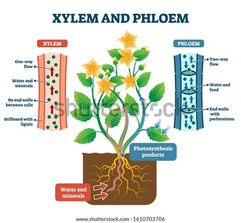 3084 Phloem Xylem Images Stock Photos And Vectors Shutterstock