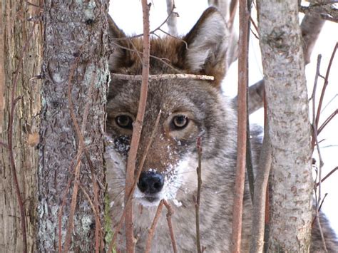 Call Of The Wild Eastern Coyotes In Pennsylvania Natural Lands