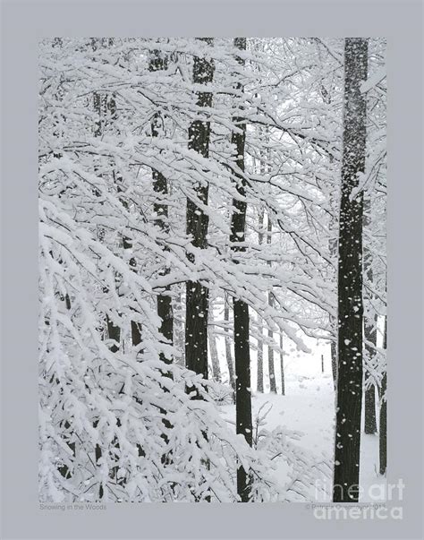 Snowing In The Woods Photograph By Patricia Overmoyer Fine Art America