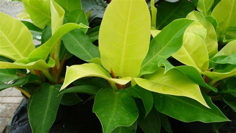 Philodendron Moonlight Grow And Care Tips Philodendron Plant