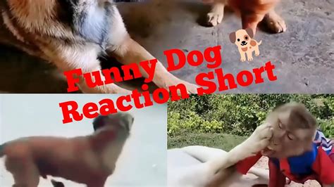 Funny Dog Reaction Short Video New 2023 Dog Youtube