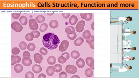 Eosinophils Cells Structire Function And More Lab Tests Guide