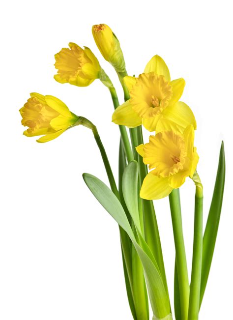 Daffodil Bulbs Growing Guides Daltons