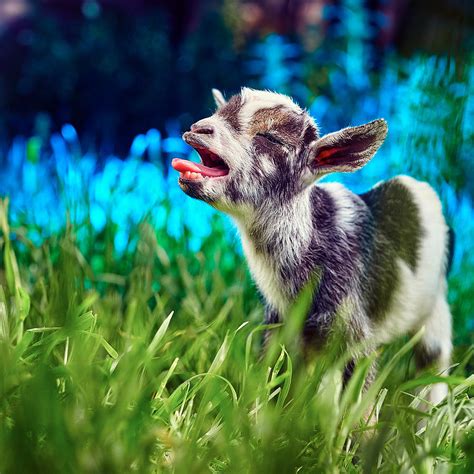 Cute Goat Kid