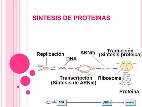 Sintesis De Proteinas Ppt