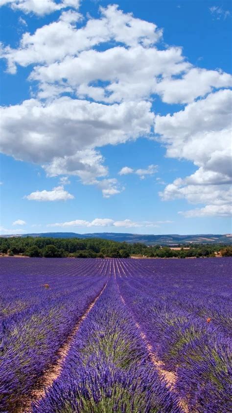 17 Lavender Iphone Wallpapers Wallpaperboat