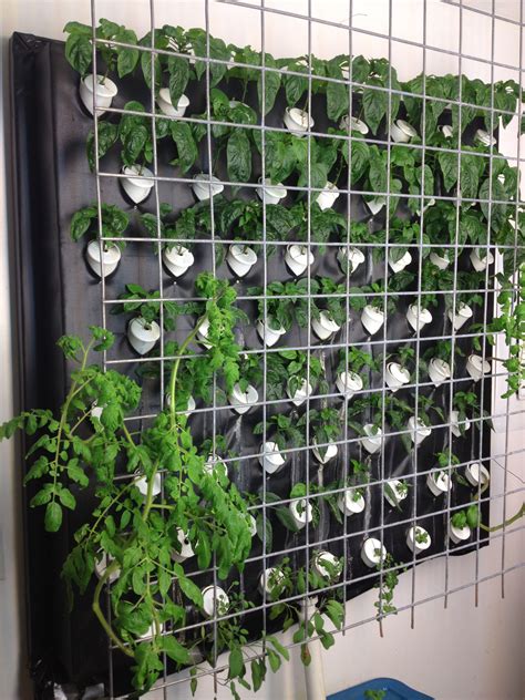 Wall Mounting Plants A Comprehensive Guide Wall Mount Ideas