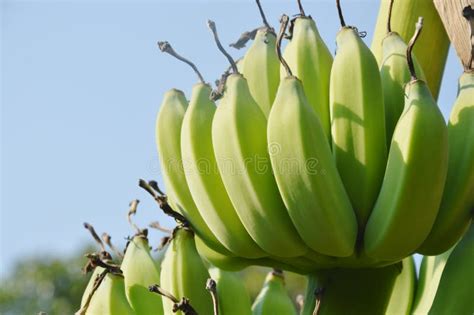 Raw Banana Hanging From Branch In Farm Stock Image Image Of Outdoor
