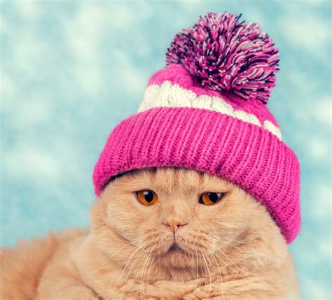 Cats Winter Hat Snout Animals Wallpapers Hd Desktop And Mobile