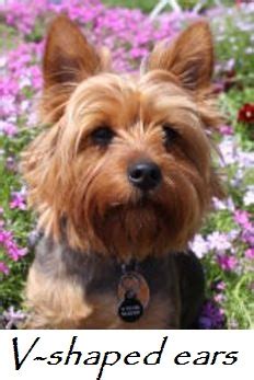 Can dogs be punished for pooping? v-shaped - Dog Discoveries