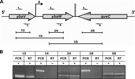 Transcriptional Analyses Of The Ybaw Gene And Neighboring Loci A