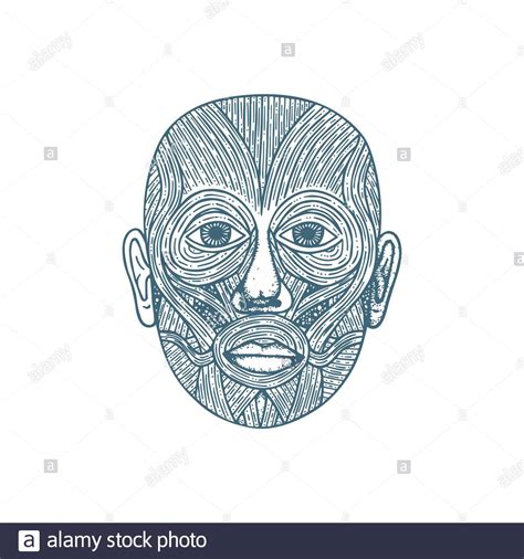 Head Muscular System Anatomy Hand Drawn Vector Illustration Human Face Muscles Vintage