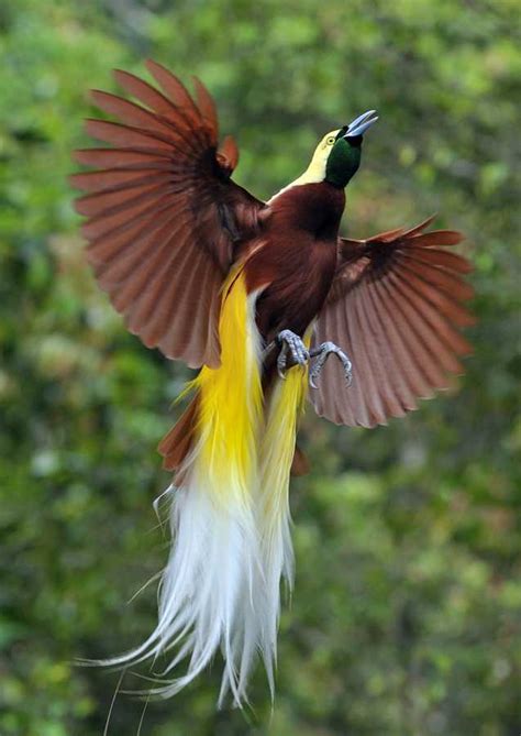 Burung cendrawasih banyak ditemukan di daerah papua dan australia. Jenis dan Gambar Burung Cenderawasih Lengkap - Binatang ...