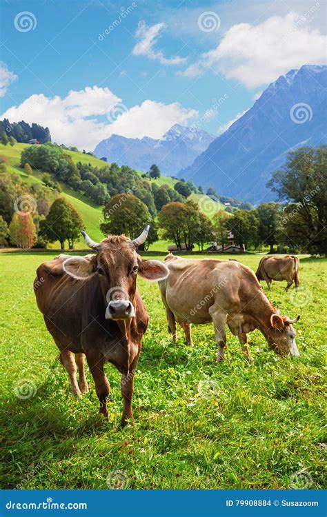 Three Cattles In Idyllic Pasture Landscape Switzerland Stock Photo
