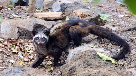 We did not find results for: Kopi Luwak (civet coffee) World's most Expensive and ...