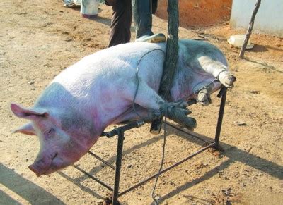 At 16 months this same steer will have a hip height of 49.6 inches, but its frame score (4) and target slaughter weight (1100 lbs) will still be the same. Pig slaughter - Økologisk husdyrhold