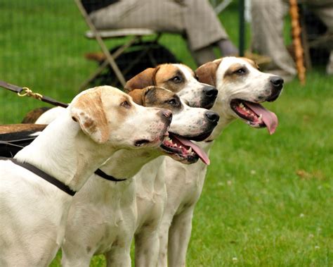 english foxhound breed guide learn   english foxhound