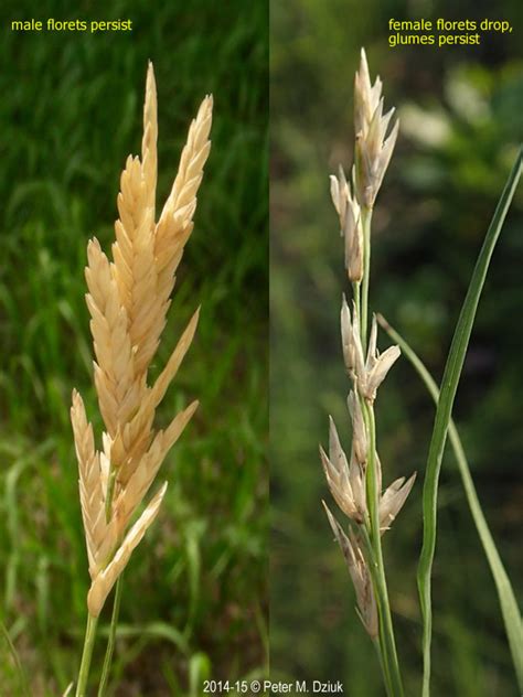 Maybe you would like to learn more about one of these? Distichlis spicata (Saltgrass): Minnesota Wildflowers