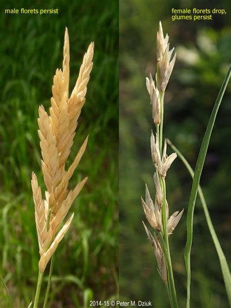 This is a texas chain steakhouse that recaptures food flavors cooked over campfires. Distichlis spicata (Saltgrass): Minnesota Wildflowers