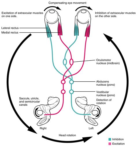 Central Processing · Anatomy And Physiology