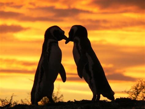 Para Celebrar El Día Del Pingüino Lo Que Tenés Que Saber Para