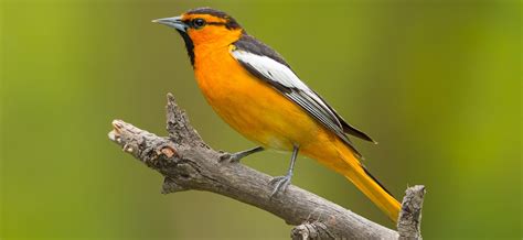 3 Types Of Orioles Found In California 2023 Bird Watching Hq