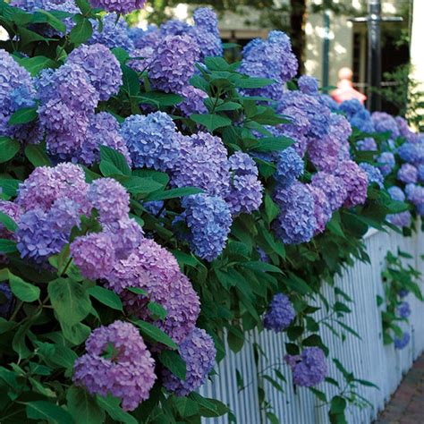 Check spelling or type a new query. Big Flowers from Bigleaf Hydrangeas - FineGardening