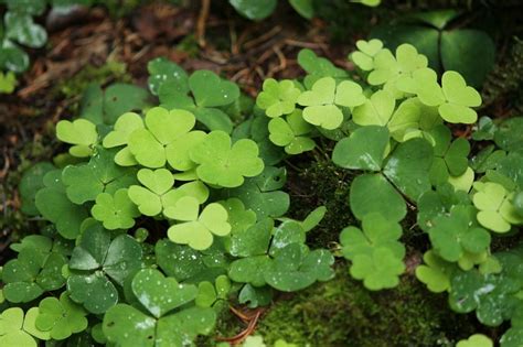 Looking for premium cbd edibles? Wood Sorrel - Edible Weed - Foraging Malaysia