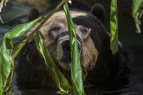 A Brown Bear Swimming In The Water With Green Leaves Around Its Neck