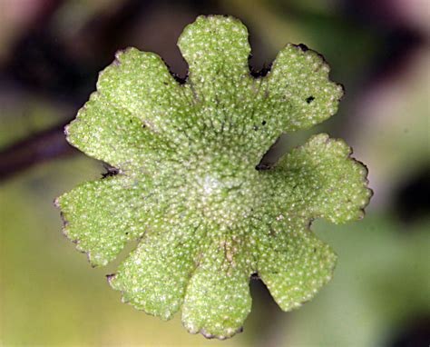 Avec pour conséquence directe l'échec de la symbiose, et l'arrêt du. Briofitas de Mexico: Marchantia paleacea